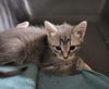 Bristol Kitten-Willow