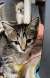 Bristol Kitten-Piper