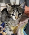 Bristol Kitten-Piper