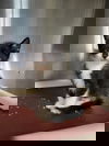 Bristol Kitten-Tripp