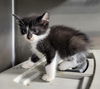 Bristol Kitten-Tripp