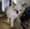 Bristol Kitten-Trig