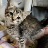 Bristol Kitten-Track