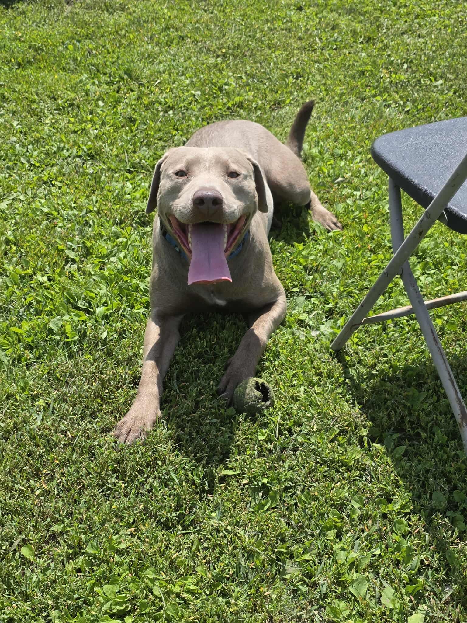 adoptable Dog in Detroit Lakes, MN named Milo