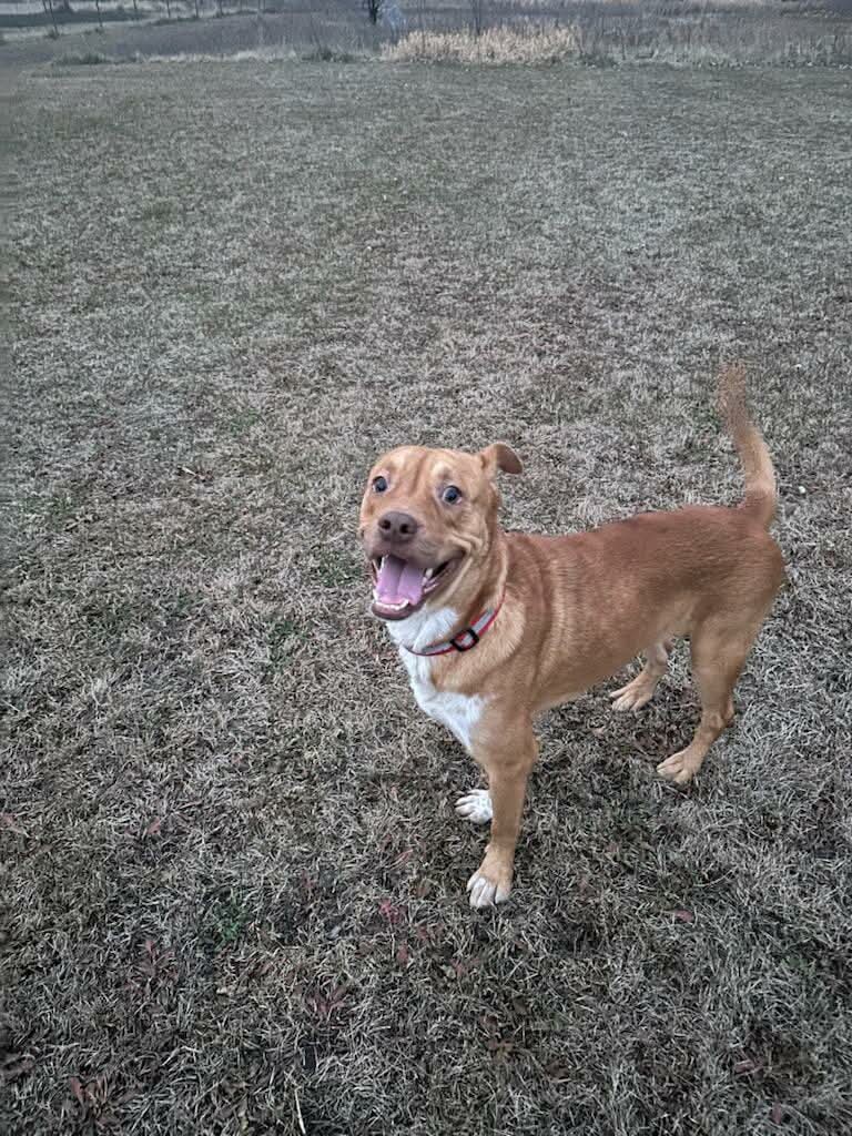 Apollo