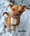 Apollo - Photo 1