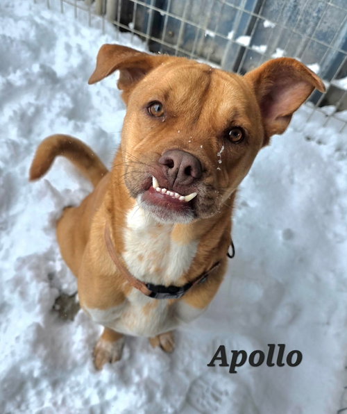 APOLLO - American Bulldog available for adoption