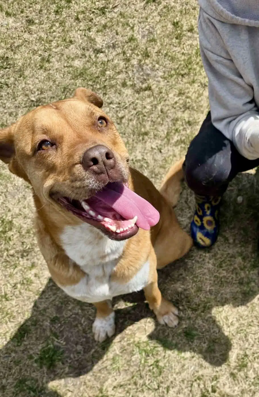 Apollo - American Bulldog