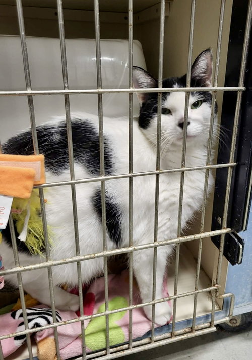Celly, Young Domestic Short Hair / Mixed (short coat), cat for adoption in Moorhead, Minnesota