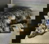 adoptable Cat in detroit lakes, MN named Heinz