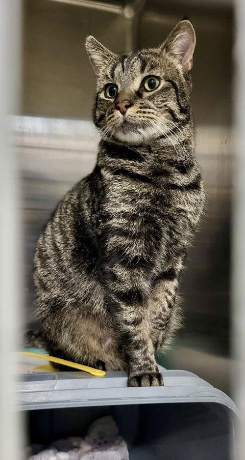 Heinz, an adoptable Domestic Short Hair in Detroit Lakes, MN