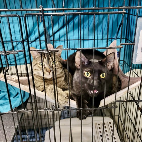 Yo-Yo, an adoptable Domestic Short Hair in Detroit Lakes, MN