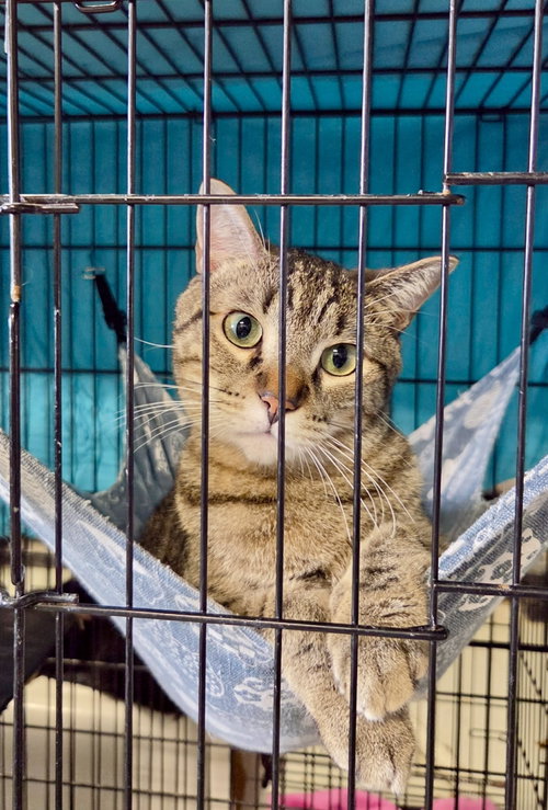 picture of the cat needing adoption