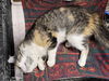 Lassie