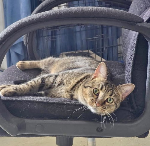 Herb, an adoptable Domestic Short Hair in Detroit Lakes, MN