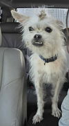 Dewey