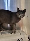 Desi (Bonded with Rebel)