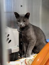 Desi (Bonded with Rebel)