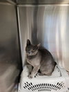 Desi (Bonded with Rebel)
