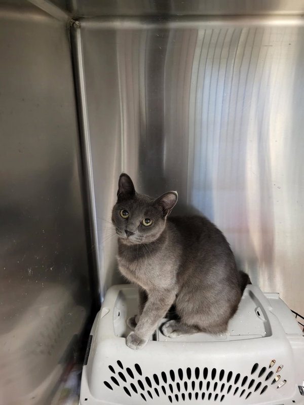 Desi (Bonded with Rebel)