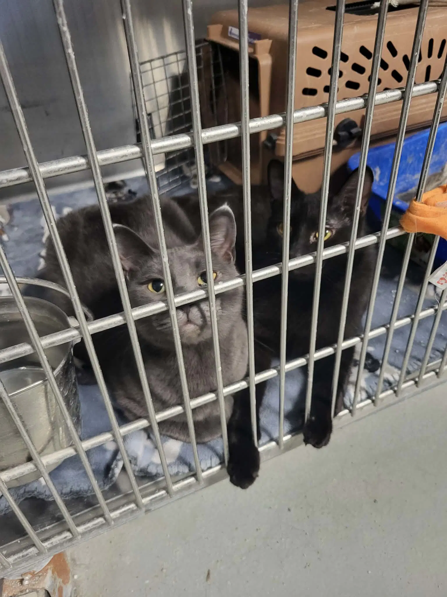 Desi Bonded Wrebel - Domestic Short Hair