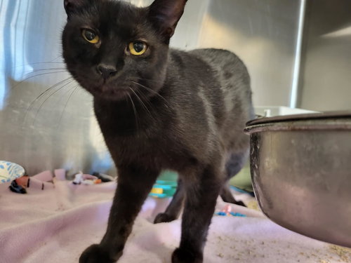 picture of the cat needing adoption