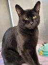 Rebel (Bonded with Desi)