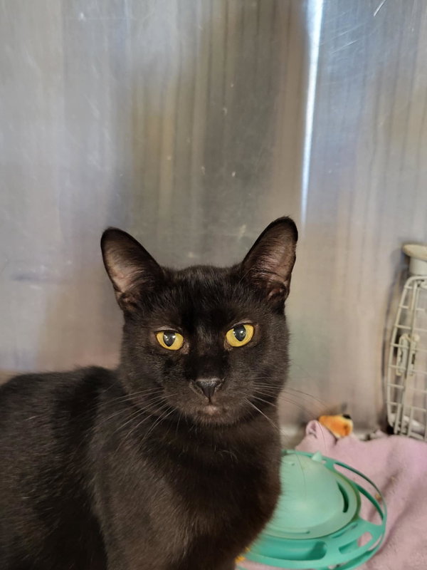 Rebel (Bonded with Desi)