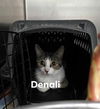 Denali