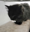 Zee