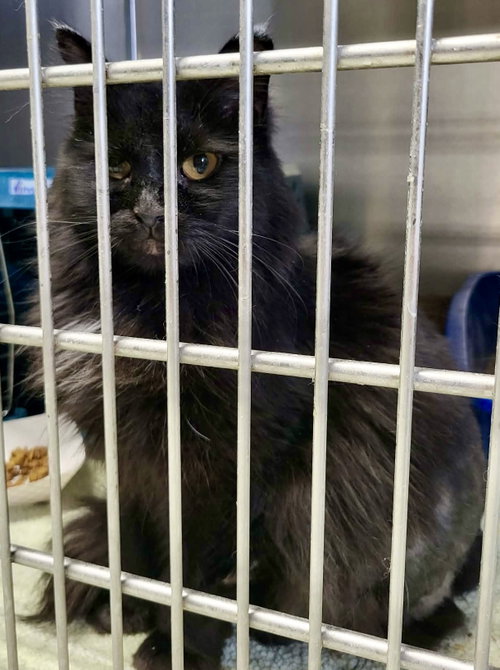 picture of the cat needing adoption