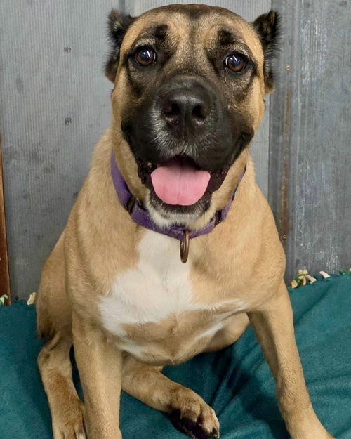 Wynter, an adoptable dog
