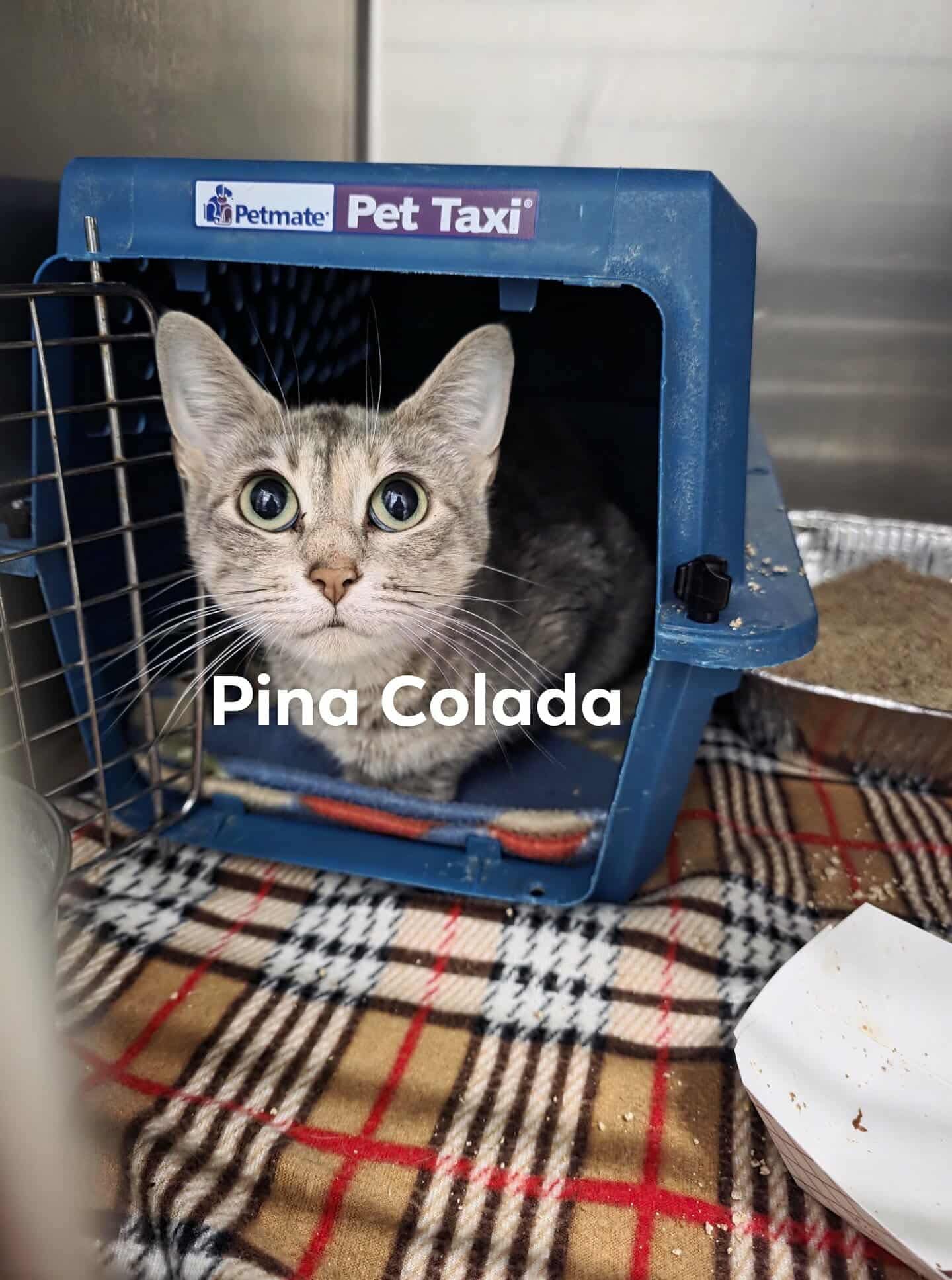 adoptable Cat in Detroit Lakes, MN named Pina Colada