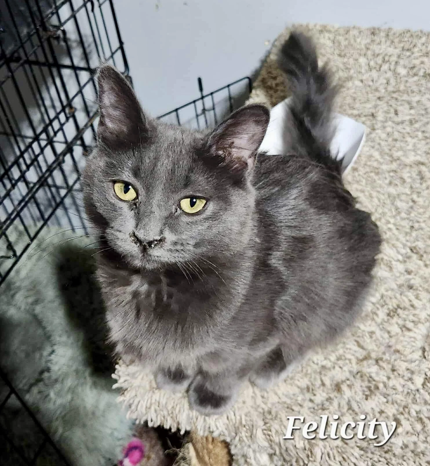 Felicity