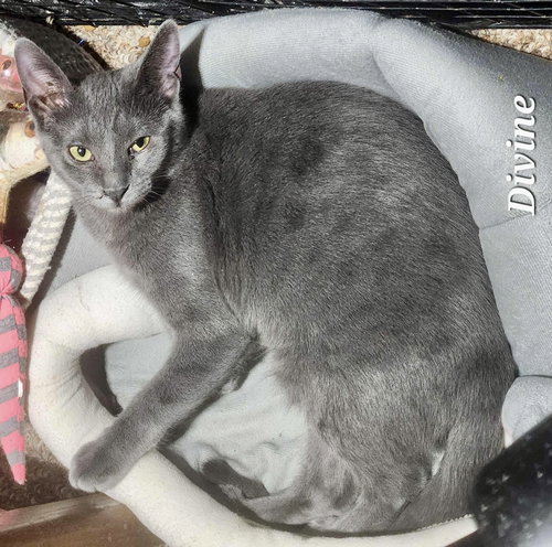 DIVINE - Domestic Short Hair available for adoption