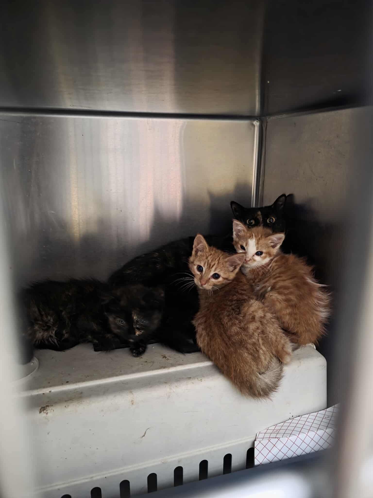 adoptable Cat in Detroit Lakes, MN named Rita