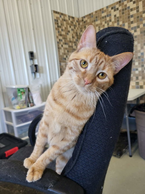 Colleen (Bonded w/Liz), an adoptable Domestic Short Hair in Detroit Lakes, MN