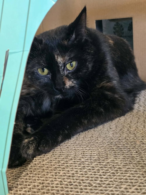 Liz (Bonded w/Colleen), an adoptable Domestic Short Hair in Detroit Lakes, MN