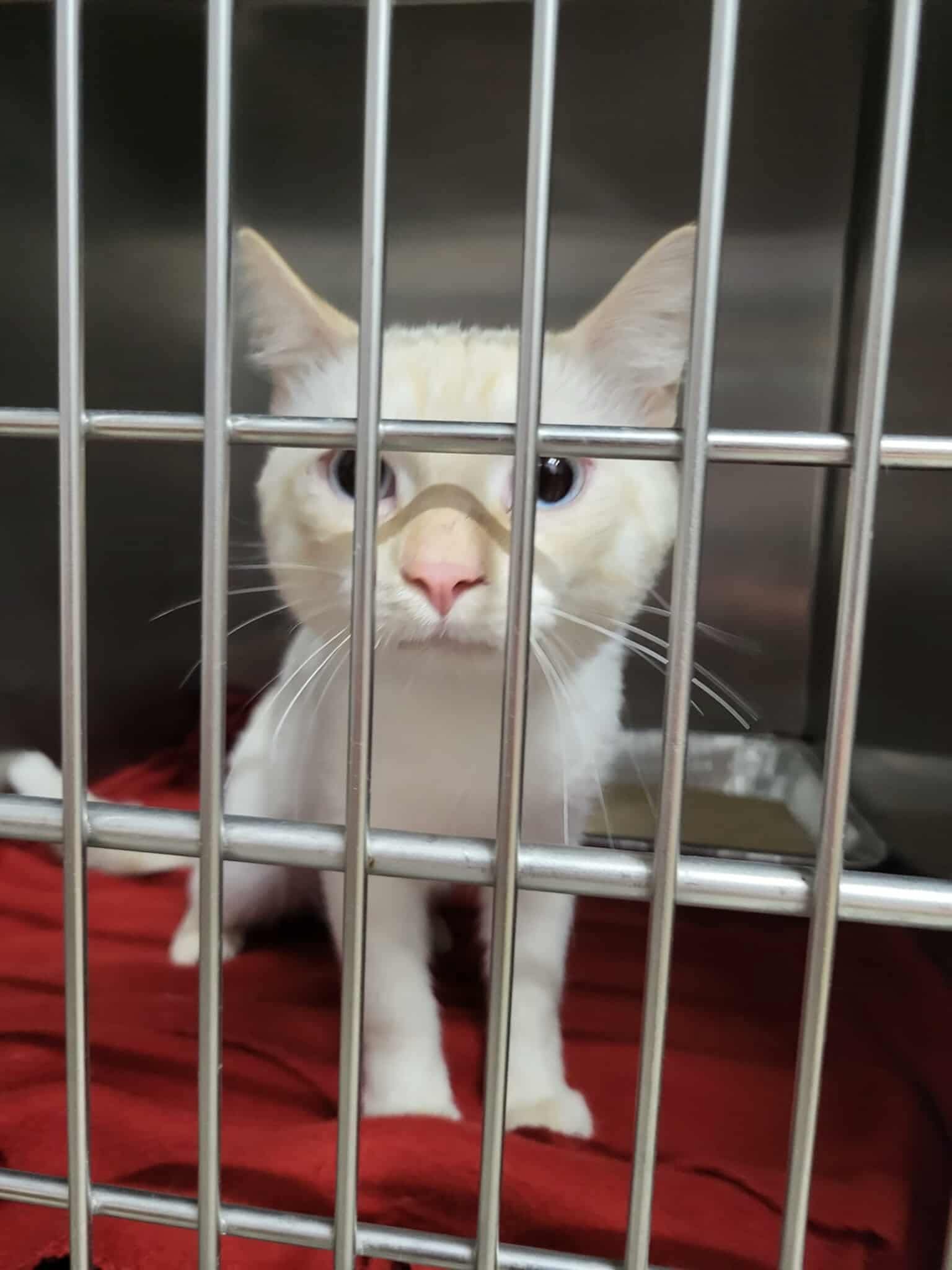 adoptable Cat in Detroit Lakes, MN named Butters