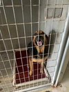 Lucy