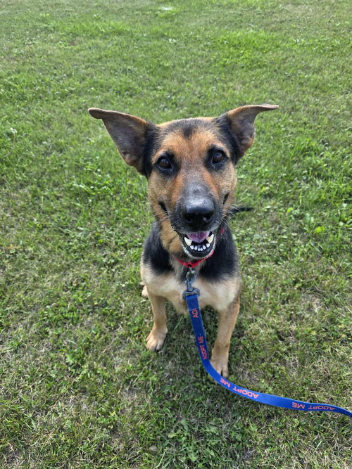 picture of the dog needing adoption