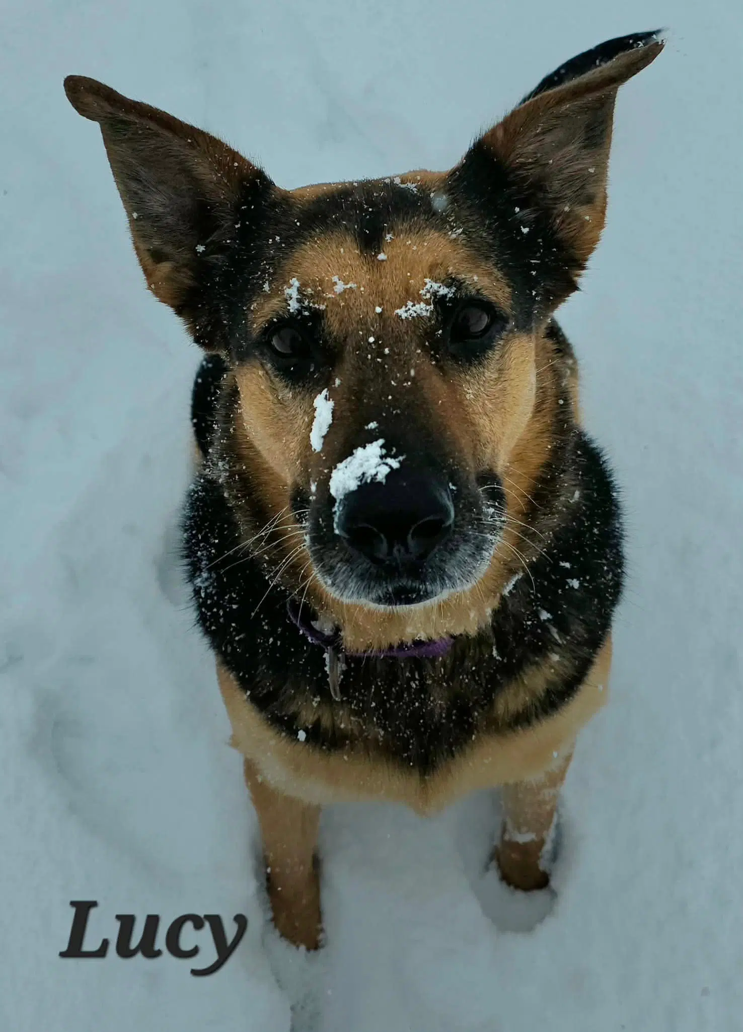 Lucy image 3