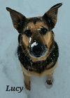 Lucy - Photo 2