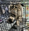 Queenie