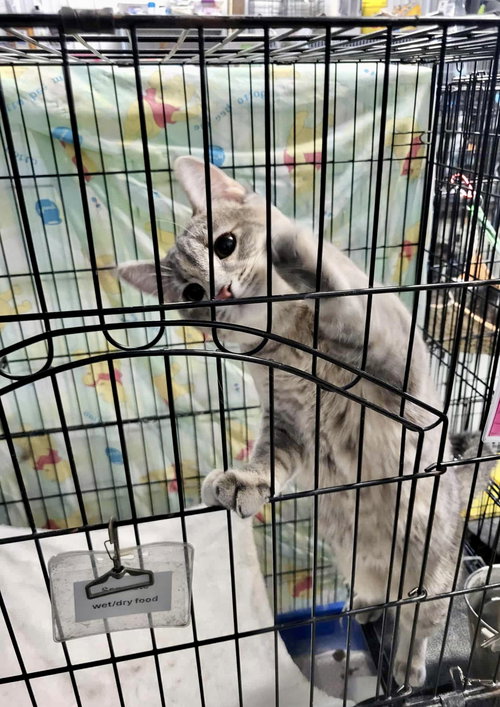 ARMANI - Domestic Medium Hair / Dilute Tortoiseshell available for adoption
