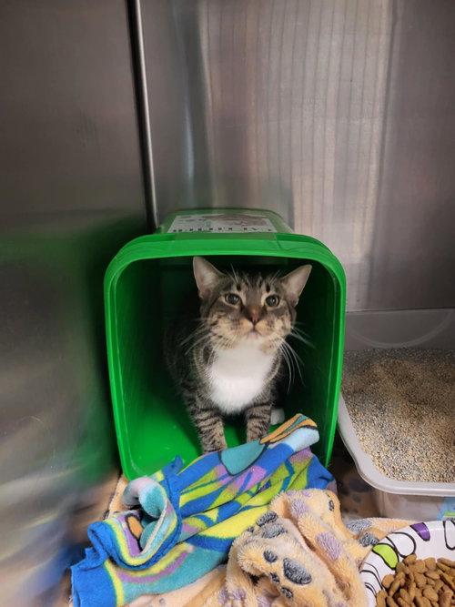 picture of the cat needing adoption