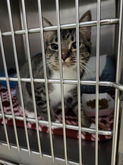 RUTH - Domestic Short Hair available for adoption