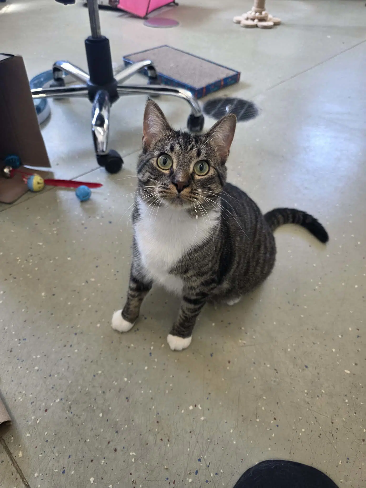 Ruth - Domestic Short Hair