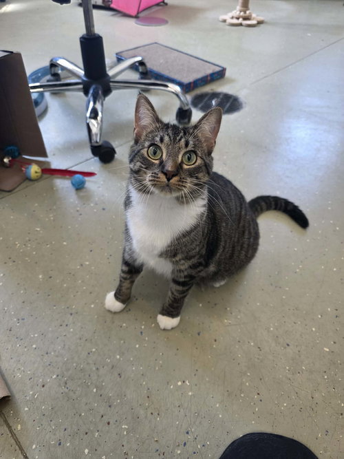 Ruth, an adoptable Domestic Short Hair in Detroit Lakes, MN
