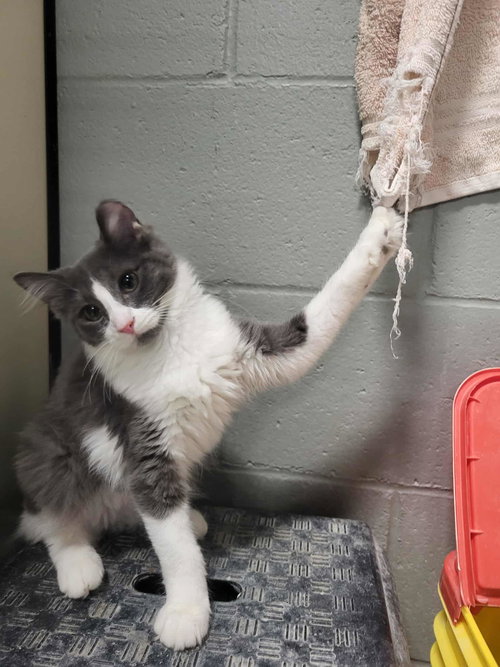 picture of the cat needing adoption